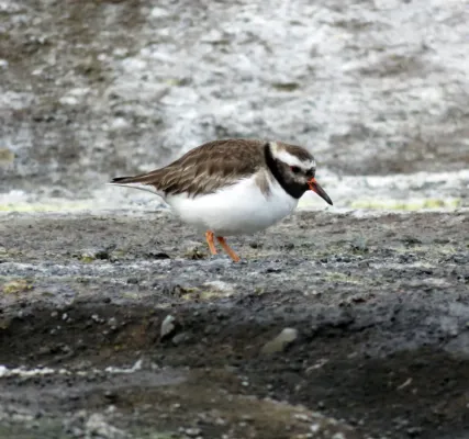 File:Thinornis novaeseelandiae, Rangatira, Chatham Islands 1.jpg