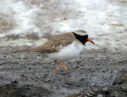 File:Thinornis novaeseelandiae, Rangatira, Chatham Islands 2.jpg