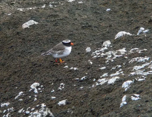 File:Thinornis novaeseelandiae, Rangatira, Chatham Islands 3.jpg