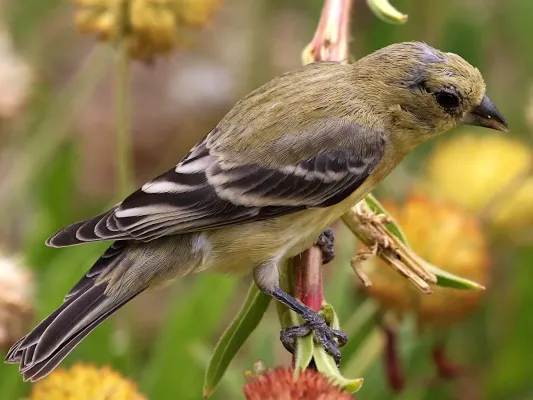 File:Spinus psaltria female.jpg