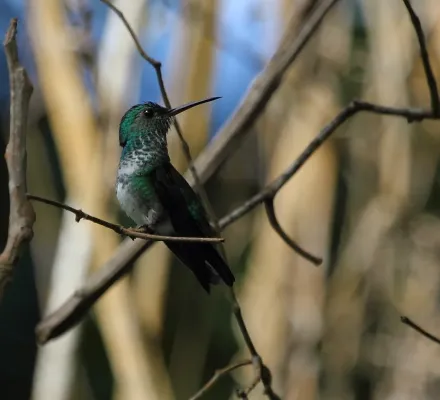 File:Chlorestes notata female.jpg