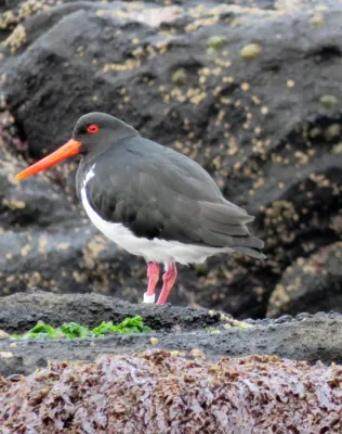 File:Haematopus chathamensis, Rangatira, Chatham Islands 1.jpg