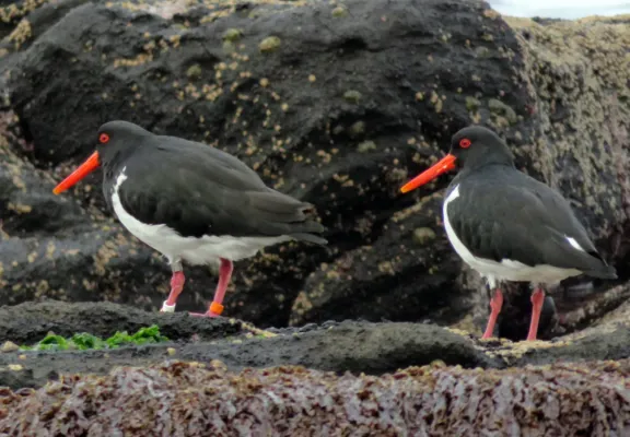 File:Haematopus chathamensis, Rangatira, Chatham Islands 2.jpg