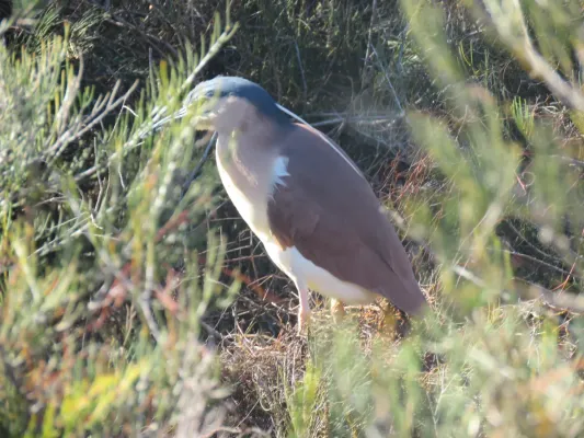 File:Rufous night-heron (Nycticorax caledonicus) at Booragoon Lake, August 2021 02.jpg