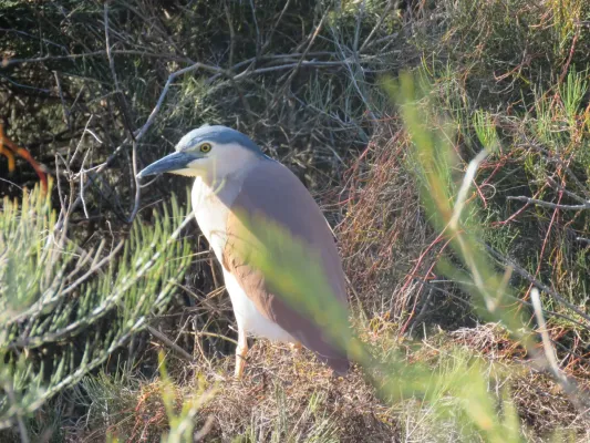 File:Rufous night-heron (Nycticorax caledonicus) at Booragoon Lake, August 2021 06.jpg