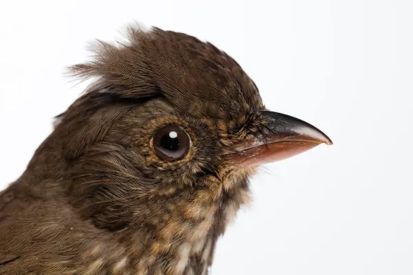 File:Turnagra capensis (South Island Piopio) (48720394837).jpg