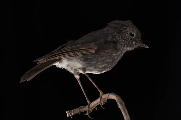 File:Petroica longipes (North Island Robin) (48719495483).jpg