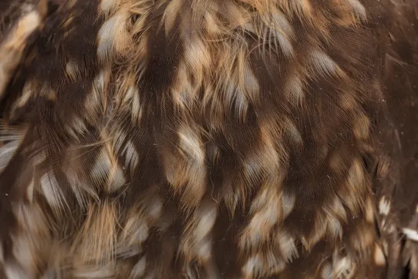 File:Ninox novaeseelandiae (Morepork; Ruru) (48719919362).jpg