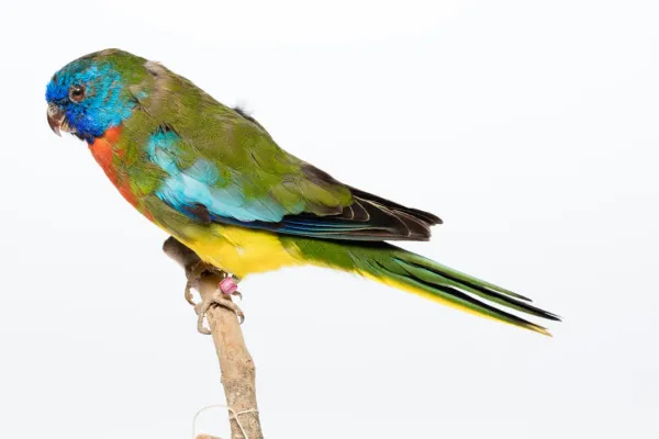 File:Neophema splendida (Scarlet-chested Parrot) (48719718381).jpg