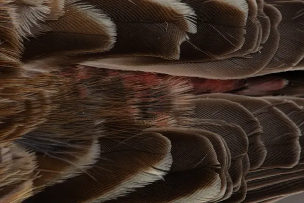 File:Leucosticte arctoa (Asian Rosy Finch) (48719798432).jpg