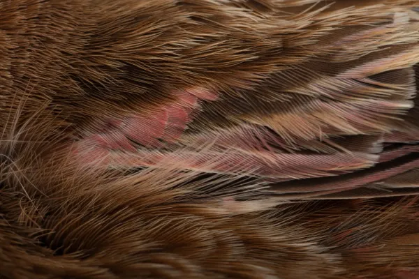 File:Leucosticte arctoa (Asian Rosy Finch) (48719295213).jpg
