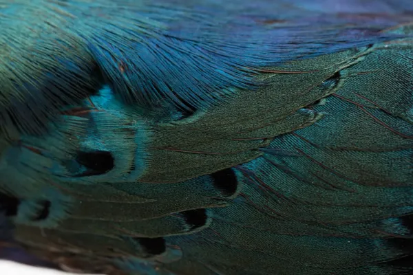 File:Lamprotornis splendidus (Splendid Starling) (48719788422).jpg