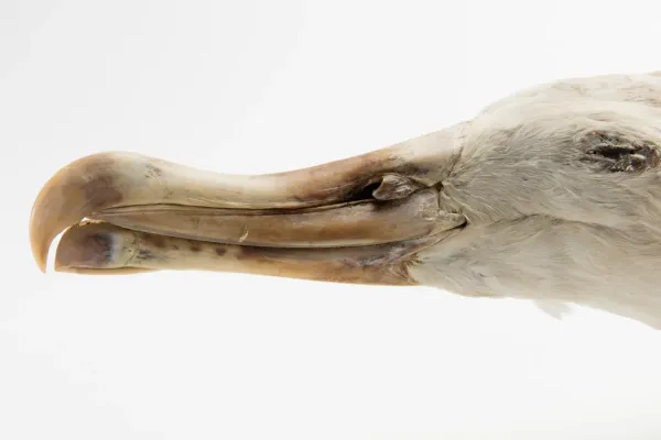 File:Diomedea antipodensis (Antipodean Albatross) (48719452916).jpg