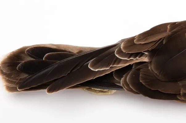 File:Circus approximans (Australasian Harrier; Swamp Harrier; Kahu) (48719055153).jpg