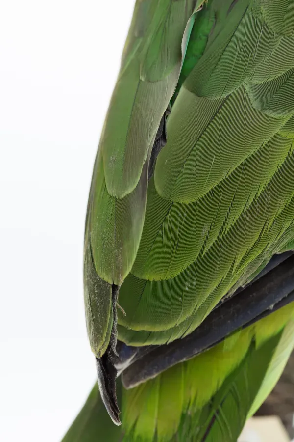 File:Amazona auropalliata (Yellow-naped Amazon) (48718897688).jpg