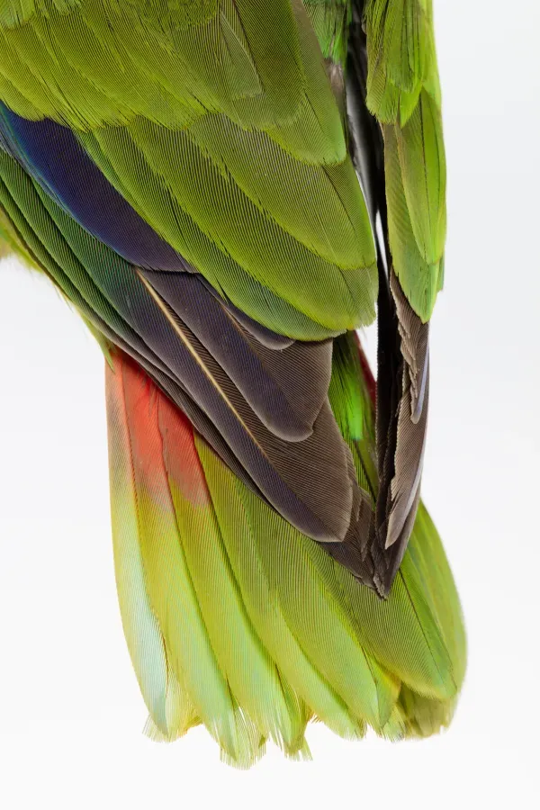 File:Amazona albifrons (White-fronted Amazon) (48719400692).jpg