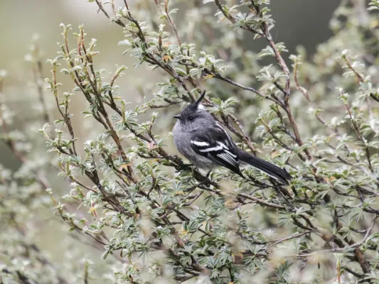 File:Anairetes alpinus - Ash-breasted Tit-Tyrant.jpg