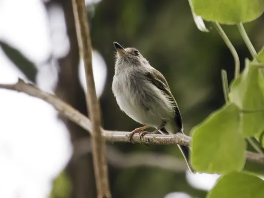 File:Atalotriccus pilaris - Pale-eyed Pygmy-Tyrant (cropped).jpg