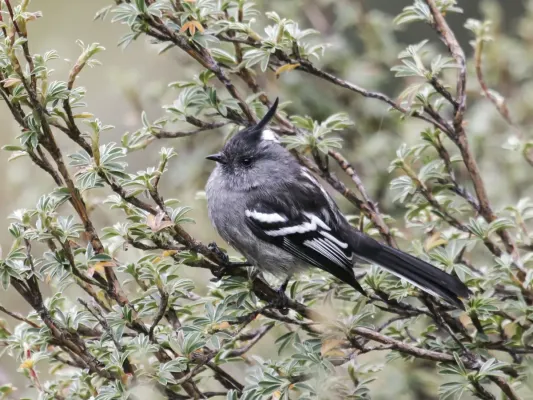 File:Anairetes alpinus - Ash-breasted Tit-Tyrant (cropped).jpg