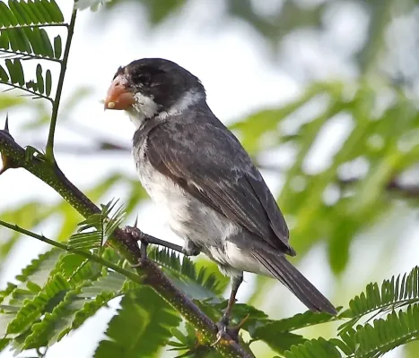 File:Sporophila albogularis - White-throated Seedeater (male); Potengi, Ceará, Brazil crop.jpg