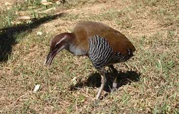File:Gallirallus owstoni DOI.jpg