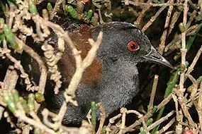 File:Laterallus jamaicensis USGS.jpg