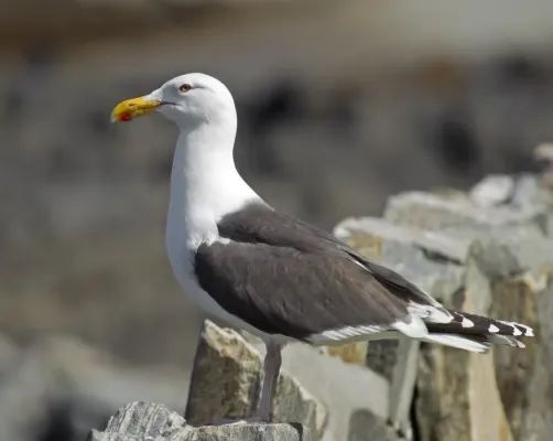 File:Great Black-backed Gull Larus marinus.jpg
