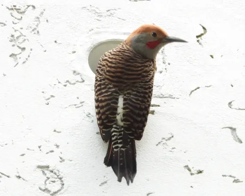 File:Colaptes auratus mexicanoides 90349352.jpg