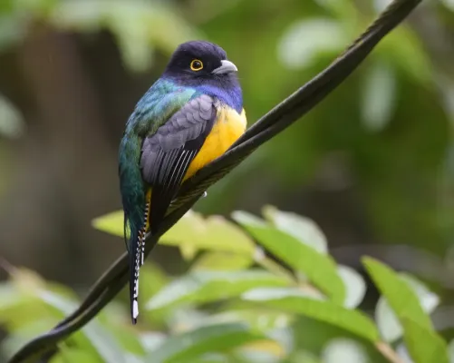 File:Trogon caligatus 145724924.jpg