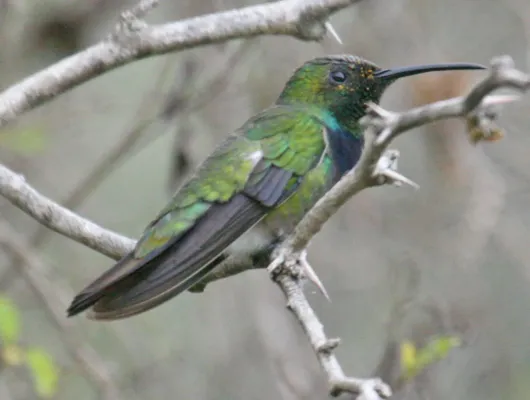 File:Green-breasted Mango (Anthracothorax prevostii)RWD.jpg