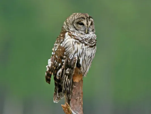 File:Barred Owl (Strix varia) RWD.jpg