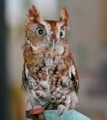 File:Eastern Screech-Owl (Megascops asio) RWD.jpg