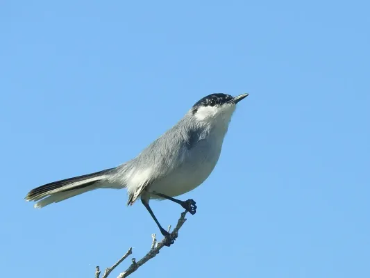 File:Polioptila albiventris 58963803 (cropped).jpg