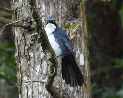 File:Melanotis hypoleucus - 2021.jpg