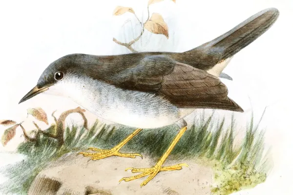 File:Leucopeza semperi 2.jpg
