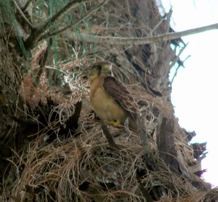 File:Falco araeus, female, Mahé, Seychelles 1.jpg