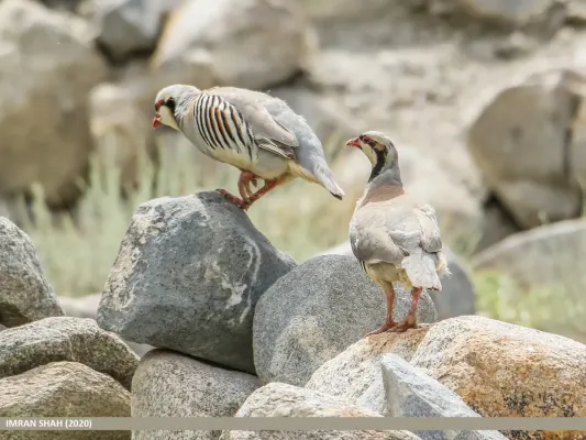 File:Alectoris chukar 146710923.jpg