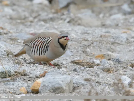 File:Alectoris chukar 132235115.jpg