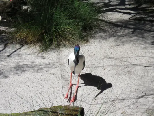 File:Black-necked stork (Ephippiorhynchus asiaticus) in Perth Zoo, September 2021 04.jpg