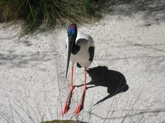 File:Black-necked stork (Ephippiorhynchus asiaticus) in Perth Zoo, September 2021 05.jpg
