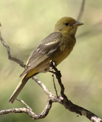 File:Piranga ludoviciana female.jpg