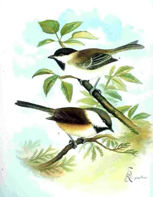 File:Poecile cinctus and Poecile lugubris by Naumann.jpg