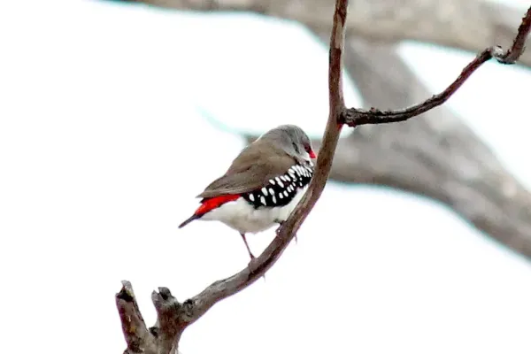 File:Stagonopleura guttata 60420529.jpg