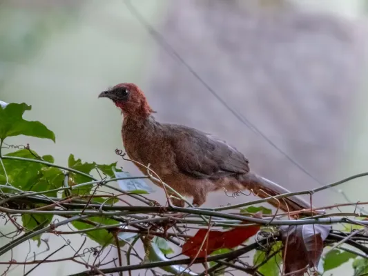 File:Ortalis ruficeps - Chestnut-headed Chachalaca; Serra dos Carajás, Pará, Brazil.jpg