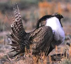 File:Centrocercus minimus.jpg