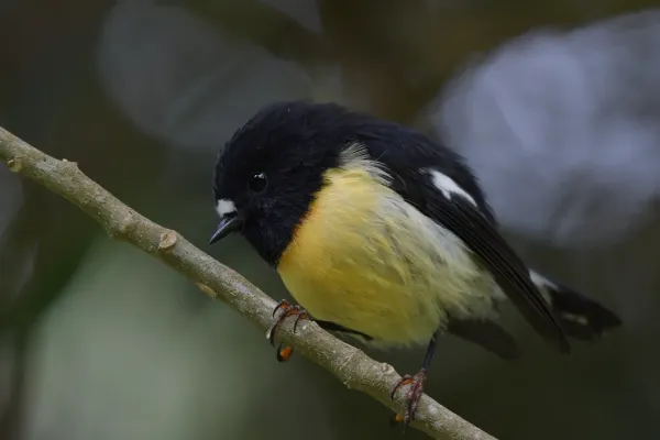File:Petroica macrocephala chathamensis 122326486.jpg
