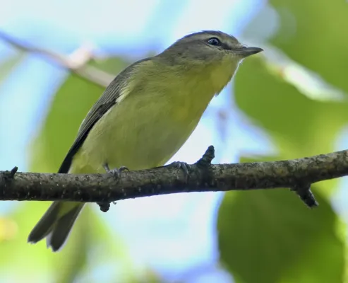 File:Vireo philadelphicus Sam Smith Park.jpg