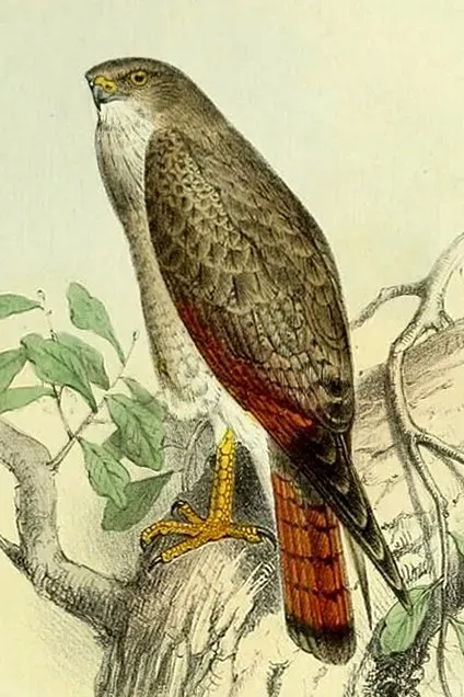 File:Butastur liventer.jpg
