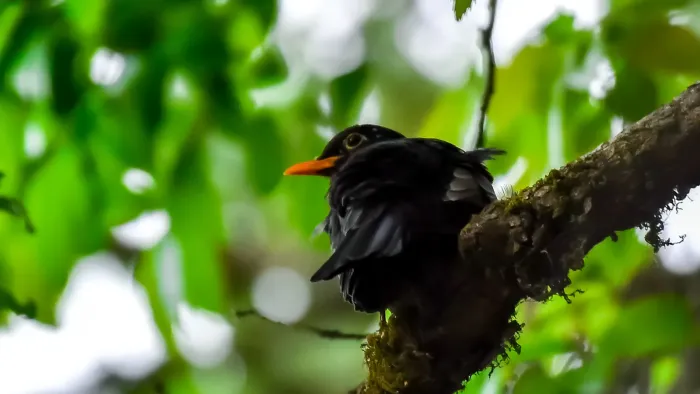 File:Turdus boulboul 133966911.jpg