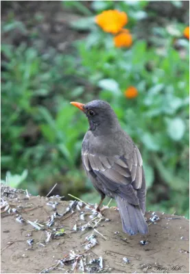 File:Turdus boulboul 30333649.jpg